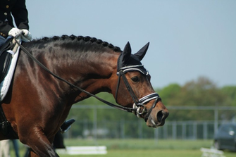 Dressage Stock By Bundy