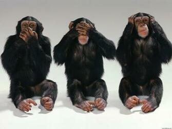 Wallpaper Chimpanzee