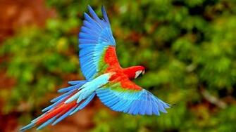 Flying Parrots Scarlet Macaws IwallHD Wallpaper HD