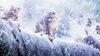 Snow Leopard Wallpaper