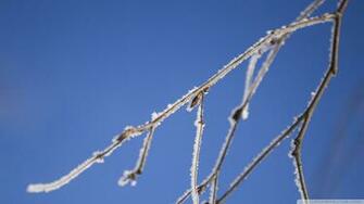 Branch With Snow Wallpaper