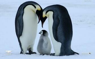 Penguin Family Bird Parents Baby Ice Snow HD Widescreen Wallpaper