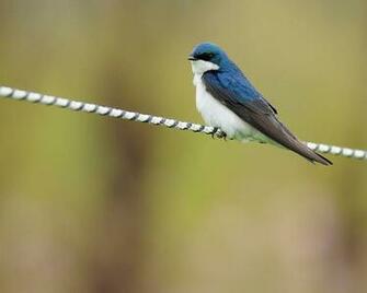 Andyslens Desktop Wallpaper Tree Swallow
