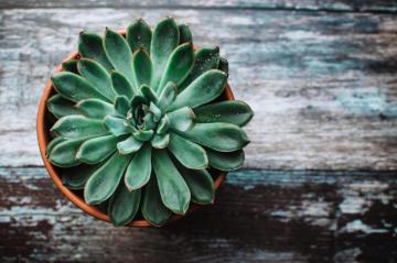 Echeveria Succulent Pot Desktop Background
