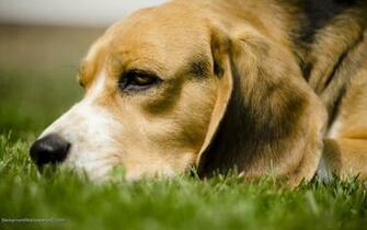 Beagle HD Wallpaper Background