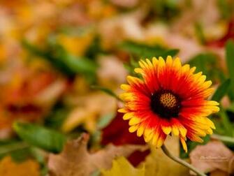 Flowers Wallpaper Size Autumn