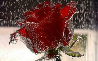 Itsmys Most Beautiful Red Rose Wallpaper For Mobile