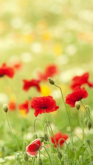 iPhone Wallpaper HD Red Poppy Flower Background