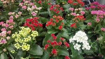 Coral Flower Photos Wallpaper The Fun Bank