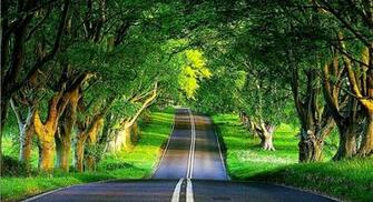 Desktop Background Trees Over The Road All