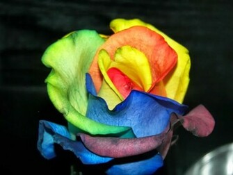 4u HD Wallpaper Beautiful Rainbow Flowers
