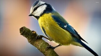 Blue Tit Wallpaper Animal