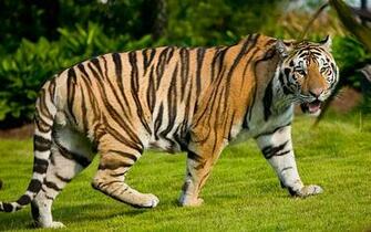 The Best Top Desktop Tiger Wallpaper HD Jpg