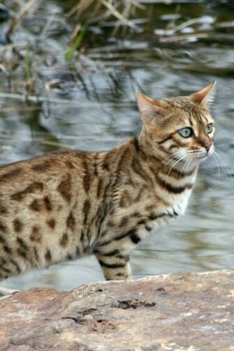 Desktop Wallpaper Animals Cats Beautiful Bengal Cat On A
