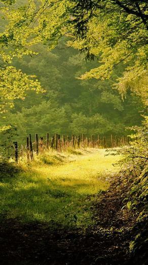 Forest Summer Morning iPhone Wallpaper HD And
