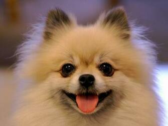 Wallpaper Pomeranian Pictures