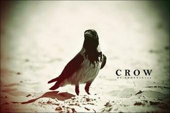 Crow Wallpaper Top HD Desktop Background