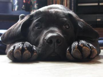 Cute Labrador Puppies Wallpaper Animal Fair