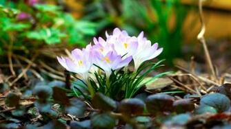 Beautiful Springtime Wallpaper HD