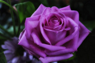 Rose Flower Wallpaper In Psd