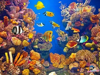 Aquatic Beauty Wallpaper The