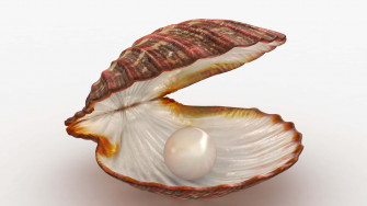 Clam Shell Wallpaper