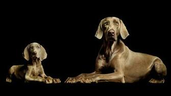 Weimaraner Computer Wallpaper Desktop Background