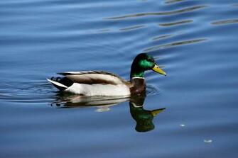 Mallard Duck Wallpaper