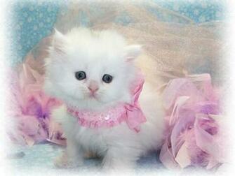 White Cat Wallpaper Beautiful Desktop