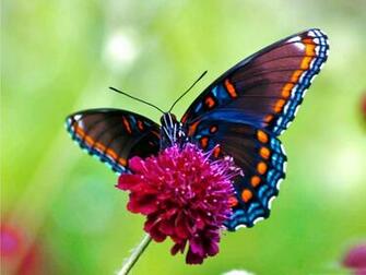 Live Butterfly Wallpaper In High Resolution For Get
