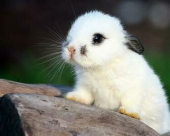Tags Baby Bunnies Cute Rabbits Photos