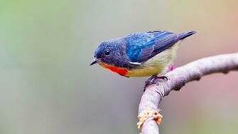 Western Bluebird Wallpaper HD