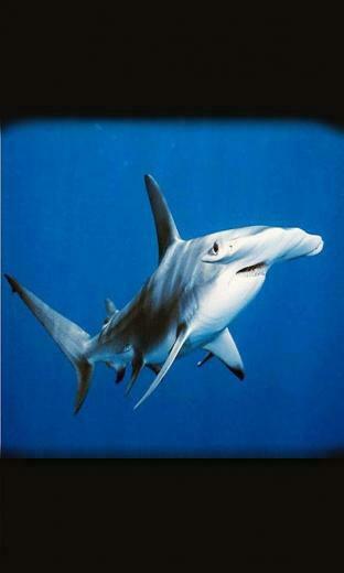 Shark Predator Live Wallpaper Android Apps On Google Play