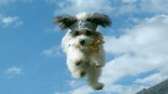 Desktop HD Find Me Image Of Puppies