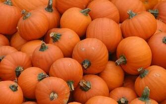 Pumpkin Desktop Wallpaper In HD