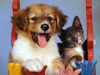 Cat And Dog Wallpaper