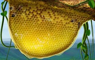 Honeycomb Desktop Pc And Mac Wallpaper