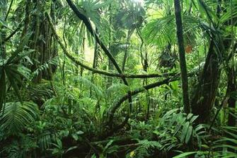 Forest HD Wallpaper Photos In For Your