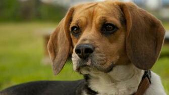 Two Dogs Beagle Labrador Wallpaper HD