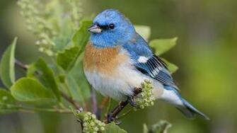 Blue Bird Wallpaper HD