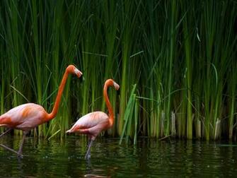 Animals Zoo Park Flamingo Wallpaper Pink Birds