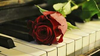 Tags Rose On Piano Wallpaper1920x1080 Wallpaper Screensaver