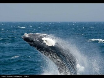 Humpback Whale Wallpaper Weddingdressin