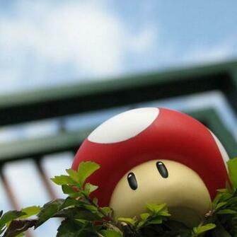 Toad Wallpaper