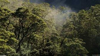 Tropical Rainforest Wallpaper Open Walls