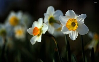 Daffodil Wallpaper Flower