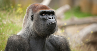 Gorilla Monkey Primate 4k Ultra HD Wallpaper