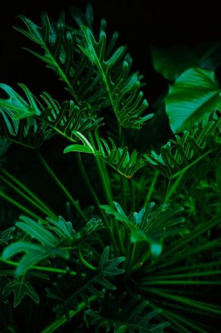 Backyard Medicine Medicinal Plants And Their Uses Wikipedia