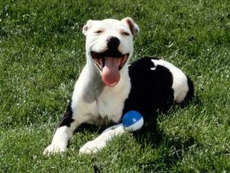 Suche Pitbull Desktop Wallpaper A4p Jpg