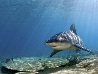 Wallpaper Shark Pictures